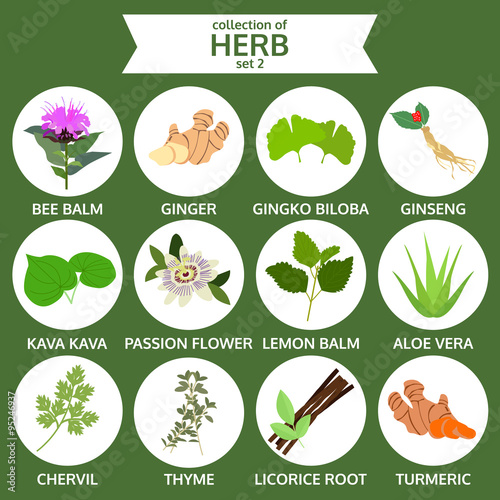 collection of herb, healthy food vector, flat icon set two