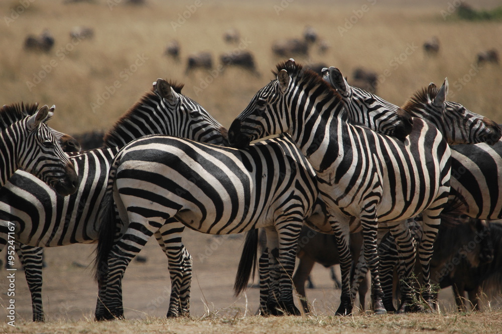 Plains zebra (Equus quagga) at Masai Mara Plains zebra (Equus quagga) at Masai Mara