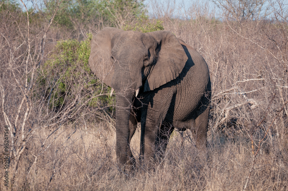 Naklejka premium Elefant