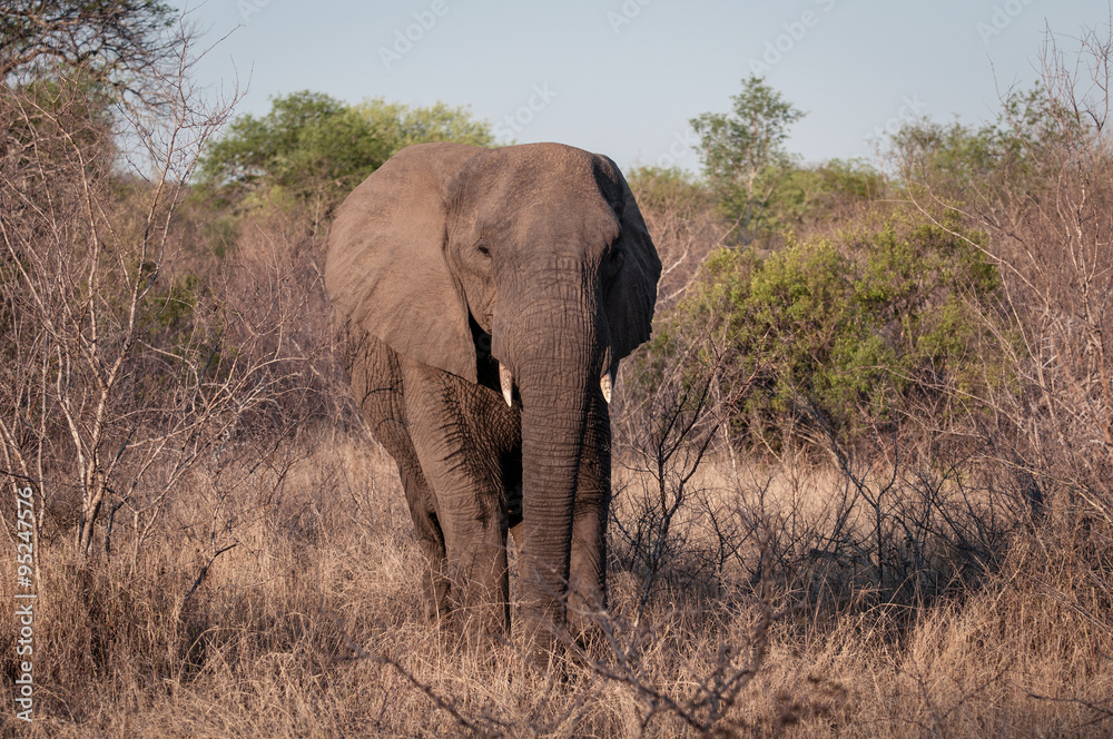 Elefant Elefant