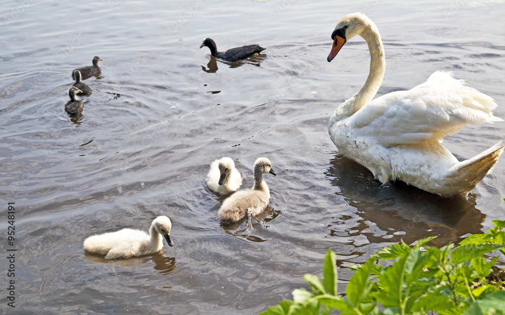 Obraz premium Schwan und Blesshuhn mit Küken