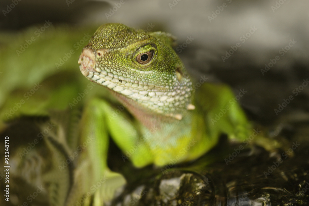 Green Water Dragon (Physignathus cocincinus) Green Water Dragon (Physignathus cocincinus)