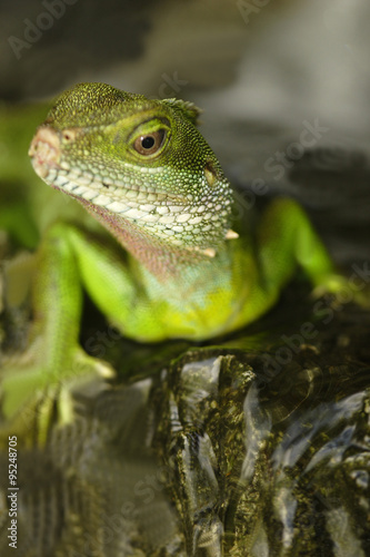 Green Water Dragon  Physignathus cocincinus 