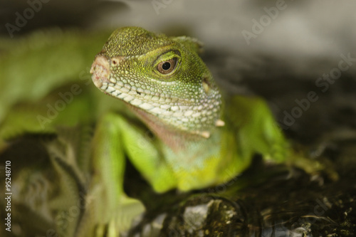Green Water Dragon  Physignathus cocincinus 