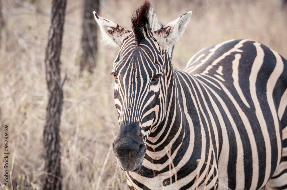 Zebra Zebra