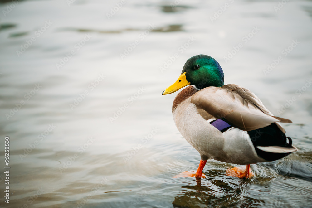 Wild duck swimming in river. Wild duck swimming in river.