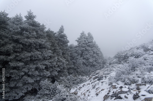 llegada del invierno al Bosque de pinsapos © Antonio ciero