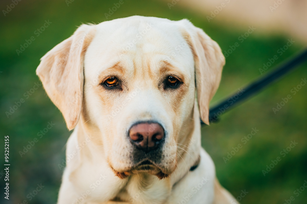 Close Up Adult White Labrador Dog Close Up Adult White Labrador Dog