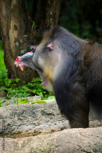 Yawning Mandrill / Yawning Mandrill