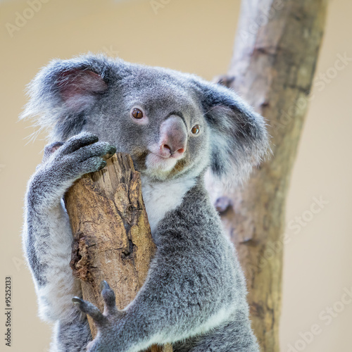 Fototapeta Naklejka Na Ścianę i Meble -  Koala Bear / Koala Bear