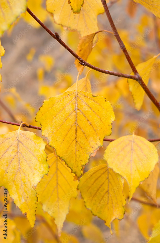 Fototapeta premium Yellow birch leaf