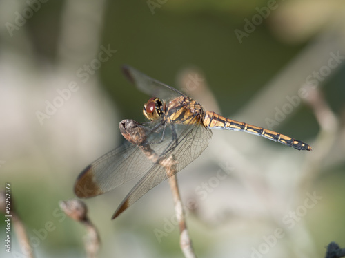Dragonfly © bugking88