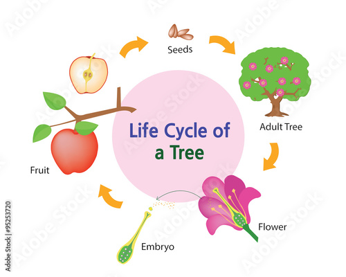 This picture shows the life cycle of a tree.