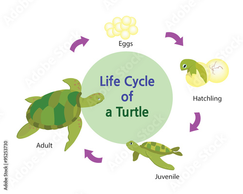 This picture shows the life cycle of a turtle from an egg to an adult turtle.