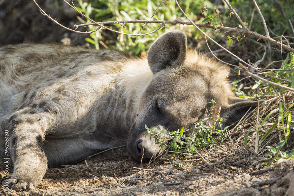 Spotted hyaena in Kruger National park Spotted hyaena in Kruger National park
