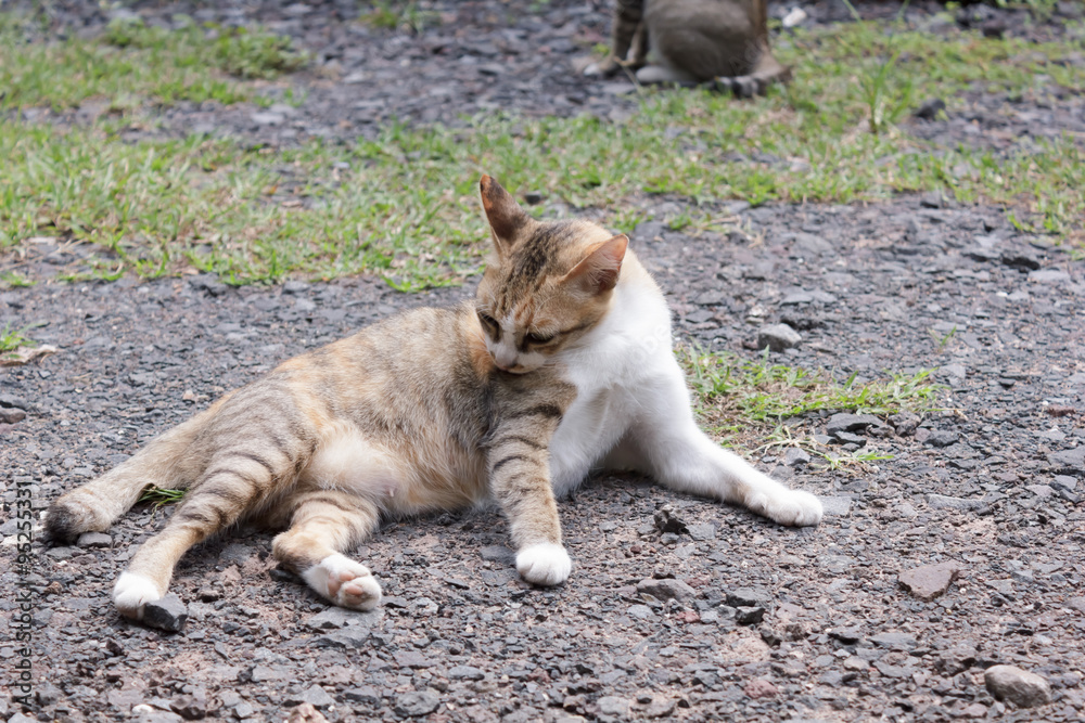 Obraz premium cats lying on the ground.