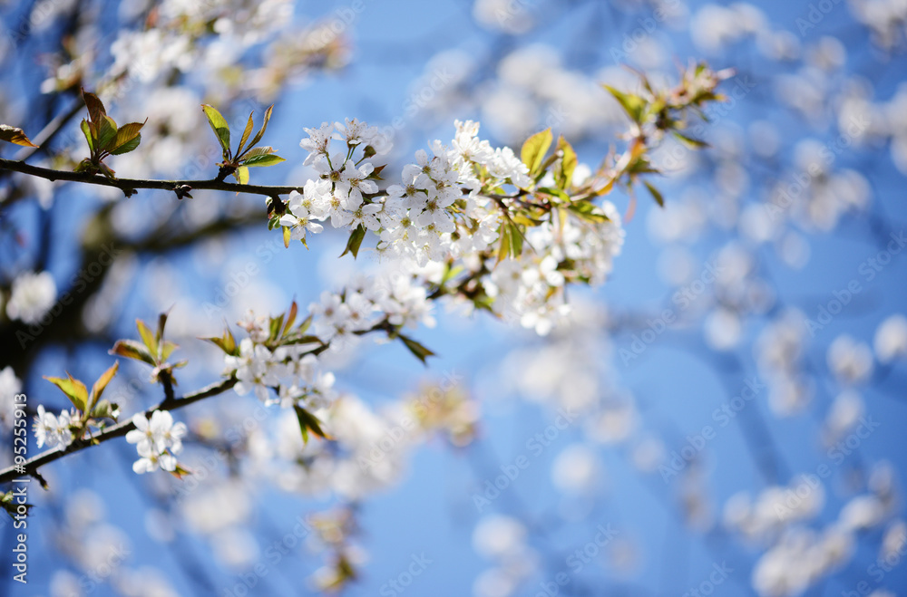 cherry tree blossom in springtime cherry tree blossom in springtime