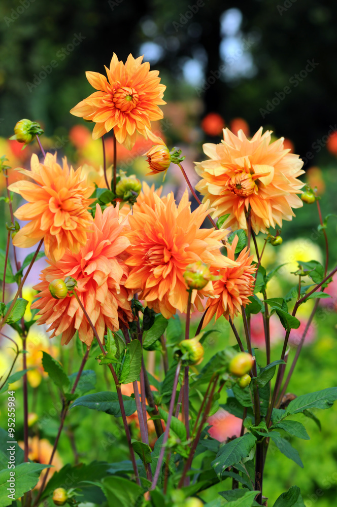 Flowerbed with orange Dahlias Flowerbed with orange Dahlias