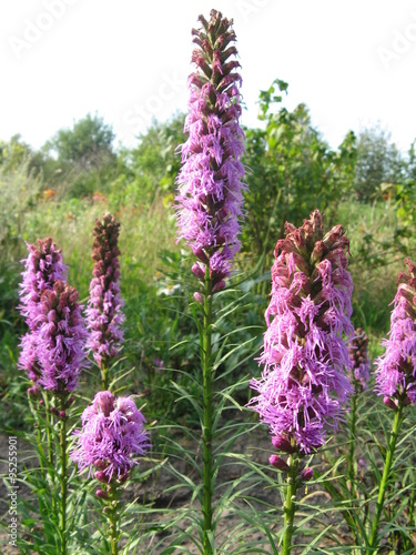 Liatris spicata in a garden