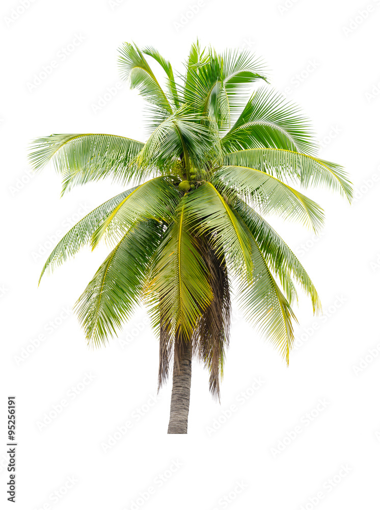Obraz premium coconut tree on white background