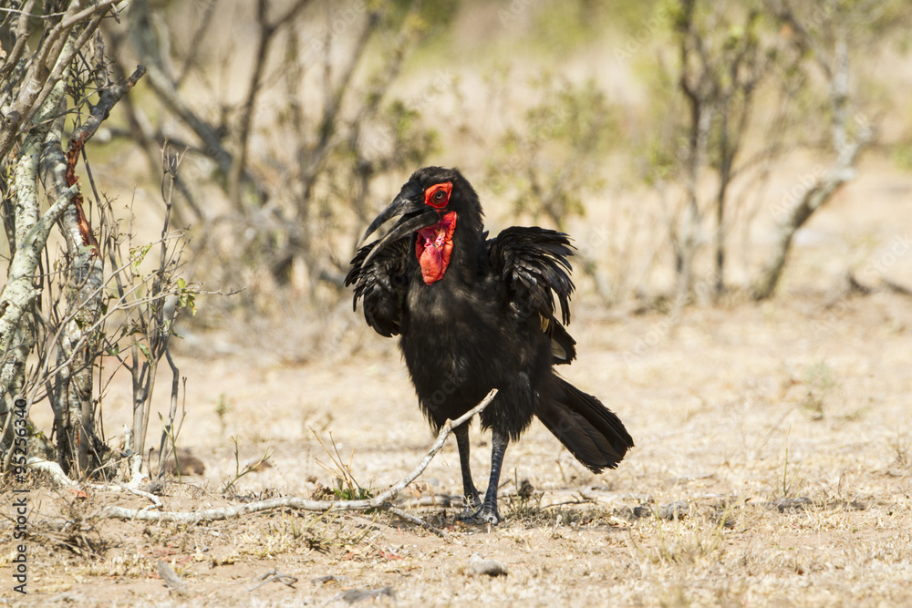 Southern Ground-Hornbill in Kruger National park Southern Ground-Hornbill in Kruger National park