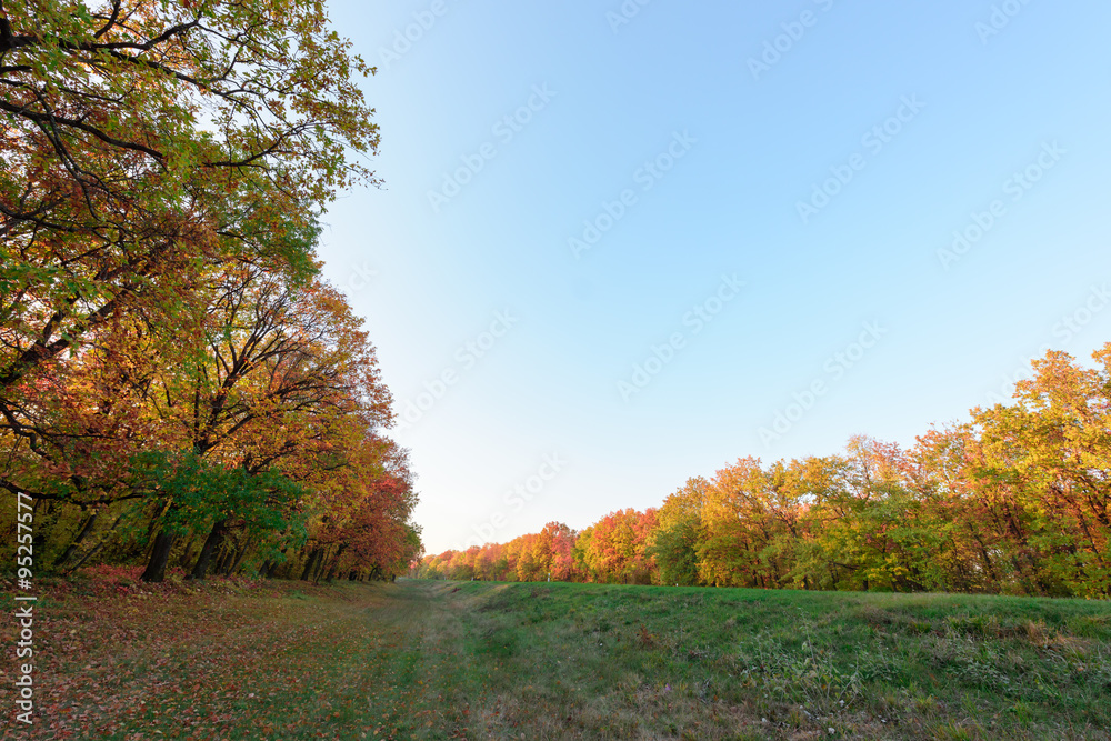 Autumn forest meadow with colorful trees and leaves 