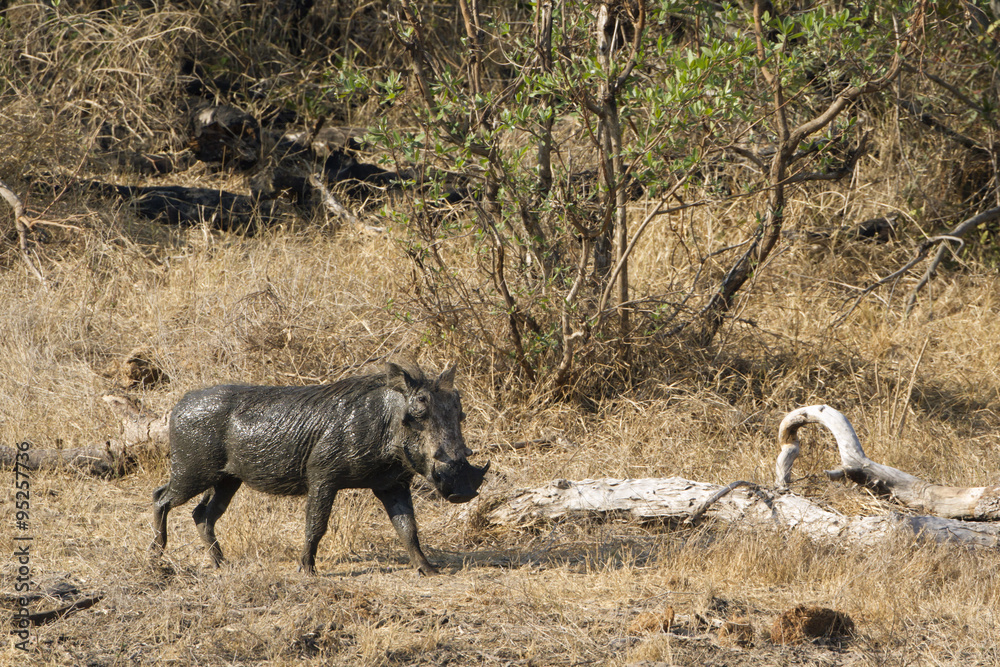 common warthog in Kruger National park common warthog in Kruger National park