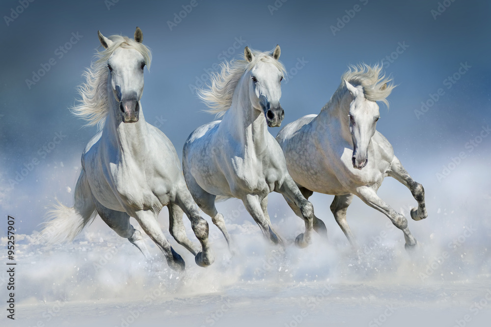 Naklejka premium Trzy białe konie biegną galopem w śniegu