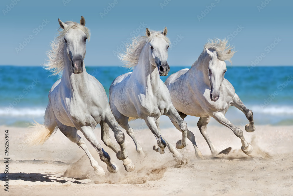 Fototapeta Konie biegną wzdłuż wybrzeża