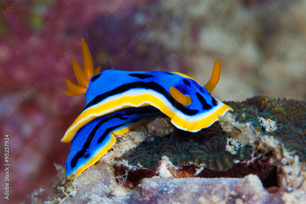 Fototapeta premium Yellow, blue, white, purple and black nudibranch. Underwater pho