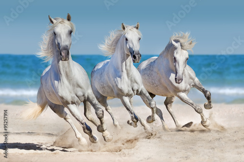 Horses run along the coast © callipso88