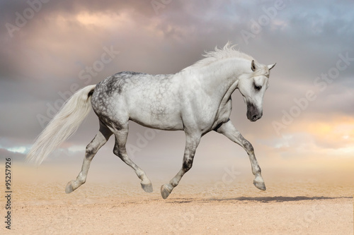 Beautiful grey horse run at sandy field