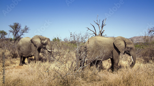 African bush elephant in Kruger National park © PACO COMO