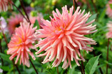 Flowerbed with Dahlias