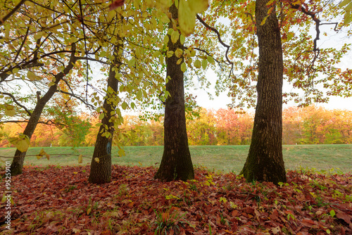 Autumn forest with colorful trees and leaves