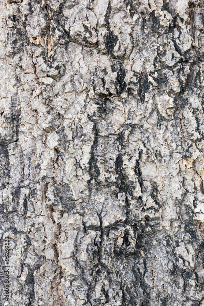 Bark of Tree Bark of Tree