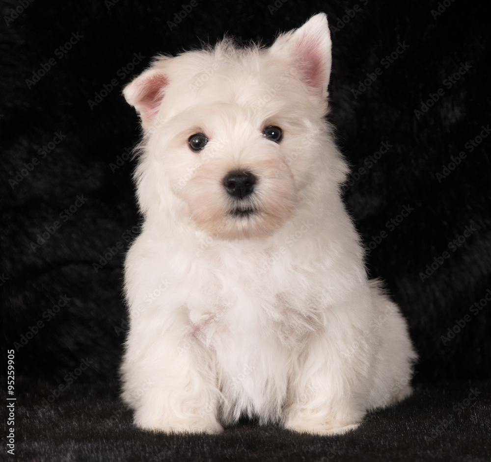 Chiot Westie en studio Chiot Westie en studio