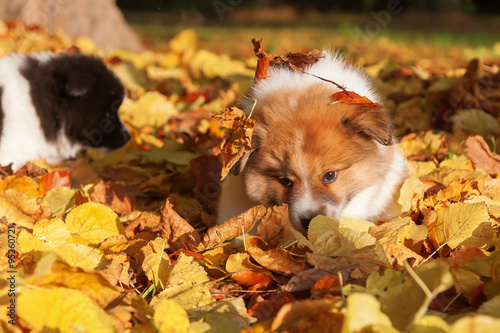 niedlicher Elo-Welpe im bunten Herbstlaub © Christian Müller