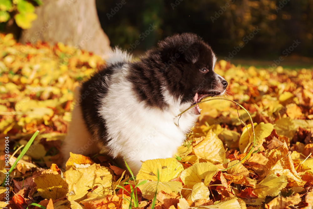niedlicher Elo-Welpe im bunten Herbstlaub niedlicher Elo-Welpe im bunten Herbstlaub