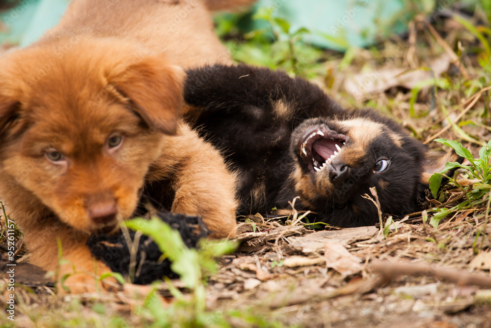 Cute stray puppies playing Cute stray puppies playing