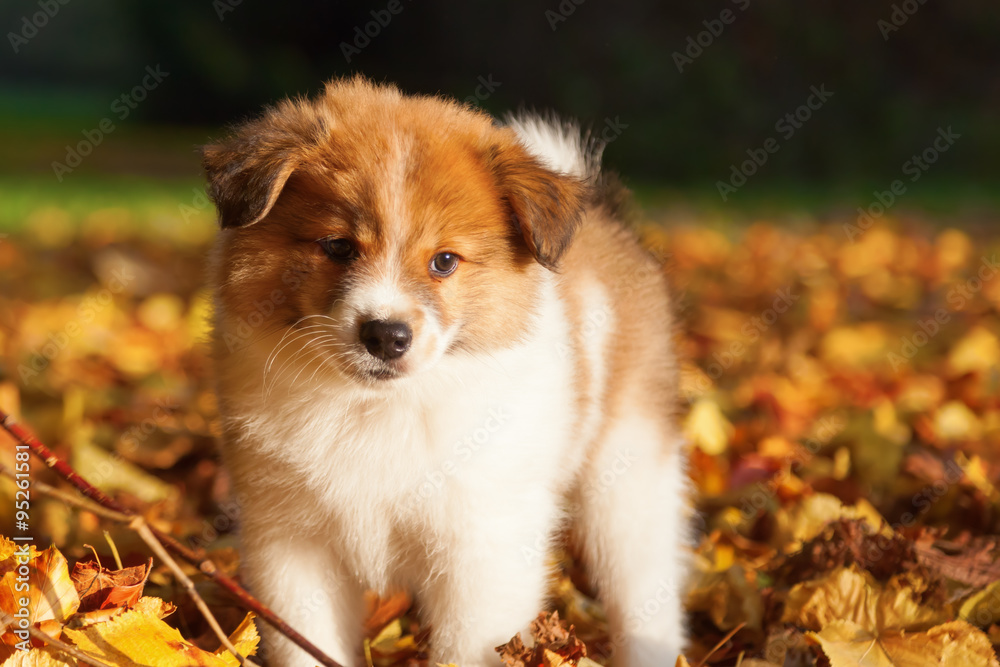 Elo Welpe im Herbstlaub Elo Welpe im Herbstlaub