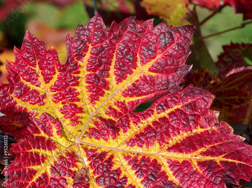 Chlorophyllabbau im Weinblatt photo