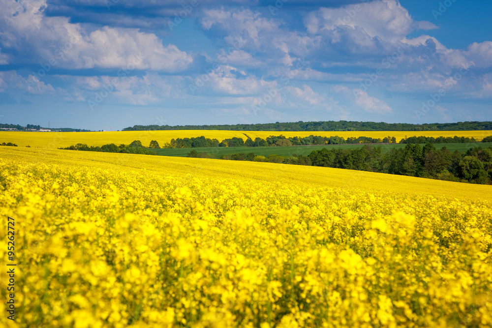 Fototapeta premium Yellow rapes field