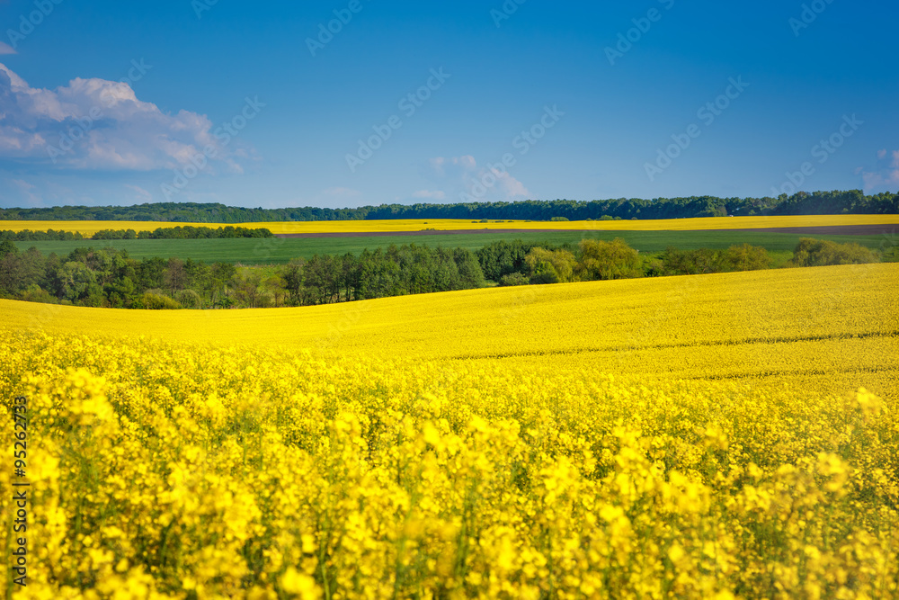 Yellow rapes field