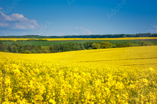 Yellow rapes field