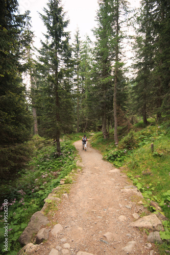 Fototapeta Naklejka Na Ścianę i Meble -  sentiero nel bosco - Trentino