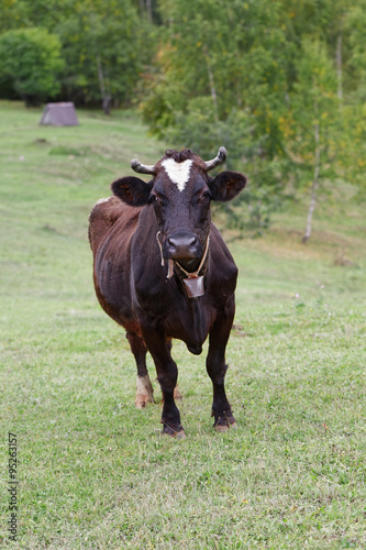 Cow with bell on pasture