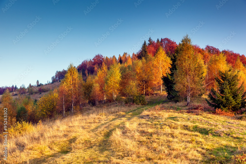 Fototapeta premium beautiful autumn day