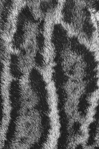 pelle di leopardo nebuloso