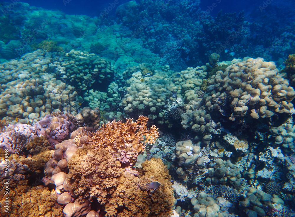 Naklejka premium coral reef